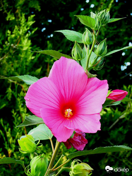 Mocsári hibiszkusz