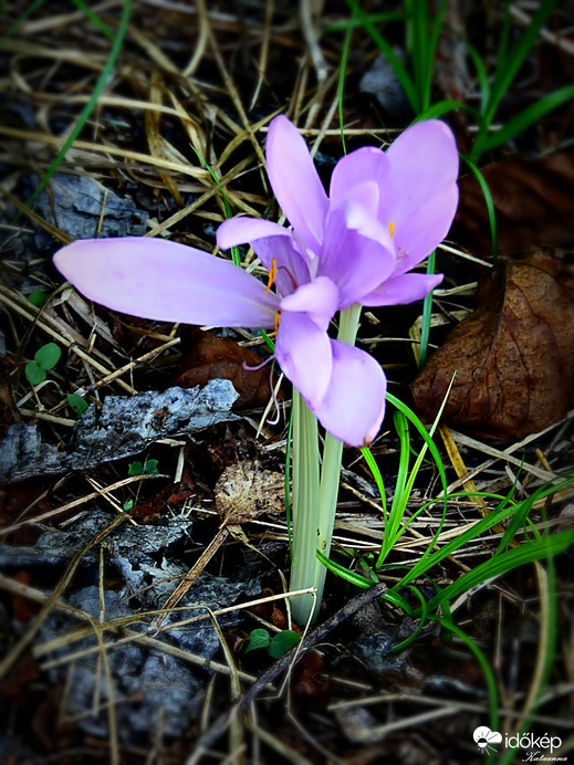 Őszi kikerics 