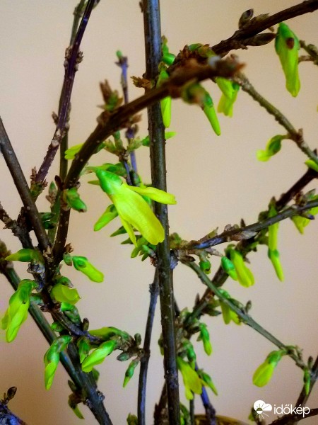 Egymásba gabalyodva