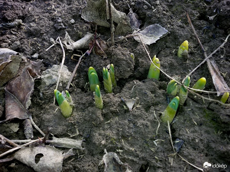 Nárcisz lesz - ha minden igaz :)