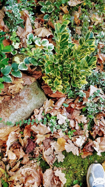 Hódmezővásárhely