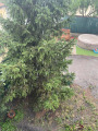 Dunaharaszti