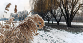 Téli nád (Palotavárosi tavak)