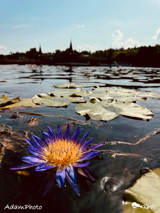 Természet