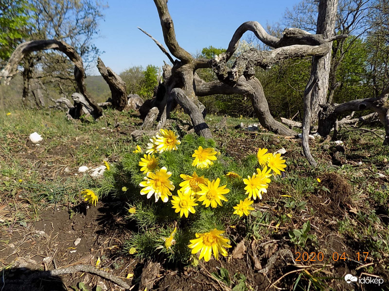 Hérics halott fával.