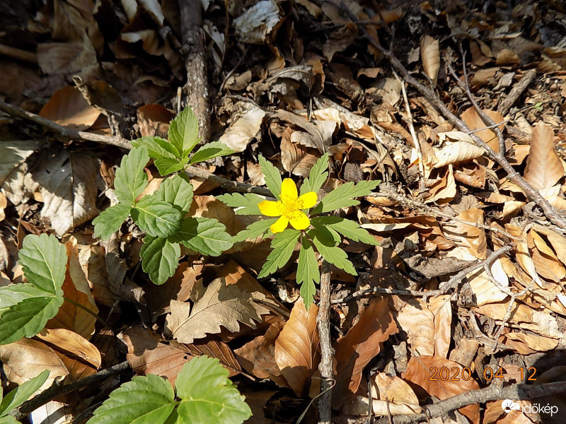 Bogláros szellőrózsa