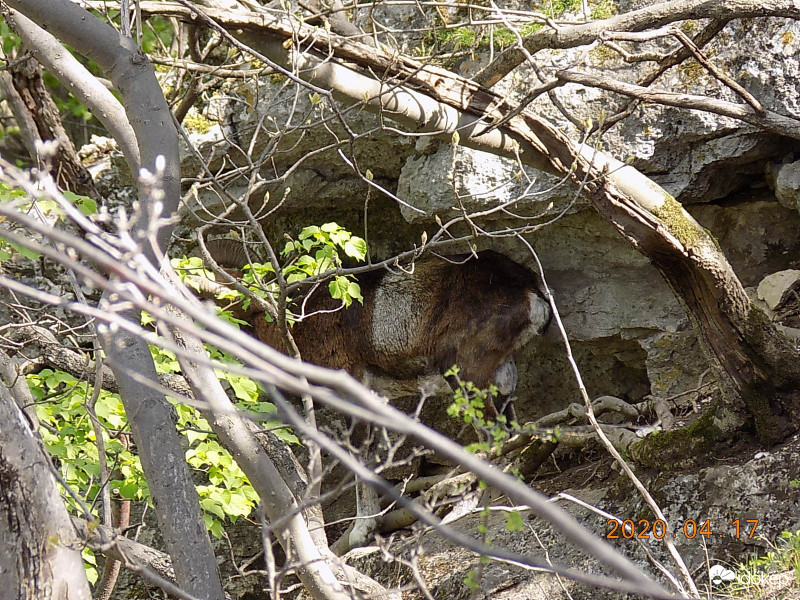 Fedezékben (muflon).