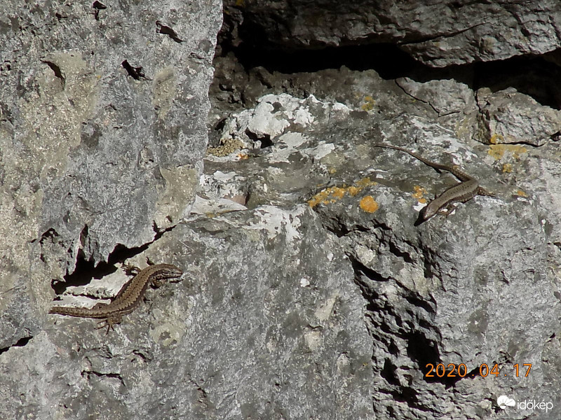 Bandázó fali gyíkok.