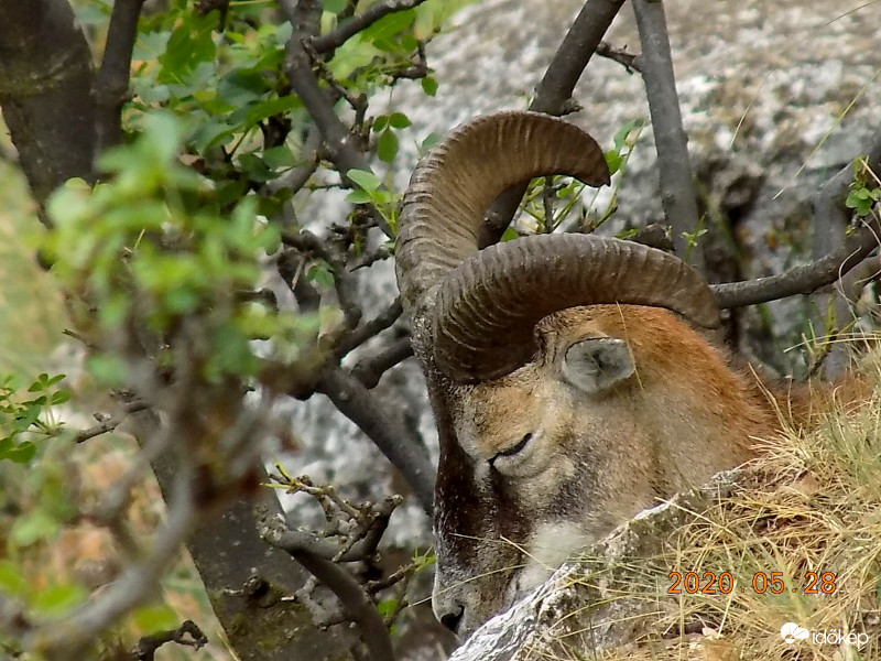 A cecelégy hatása.