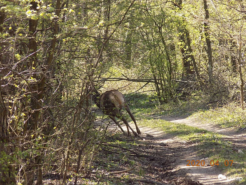 A reggeli pálesz...