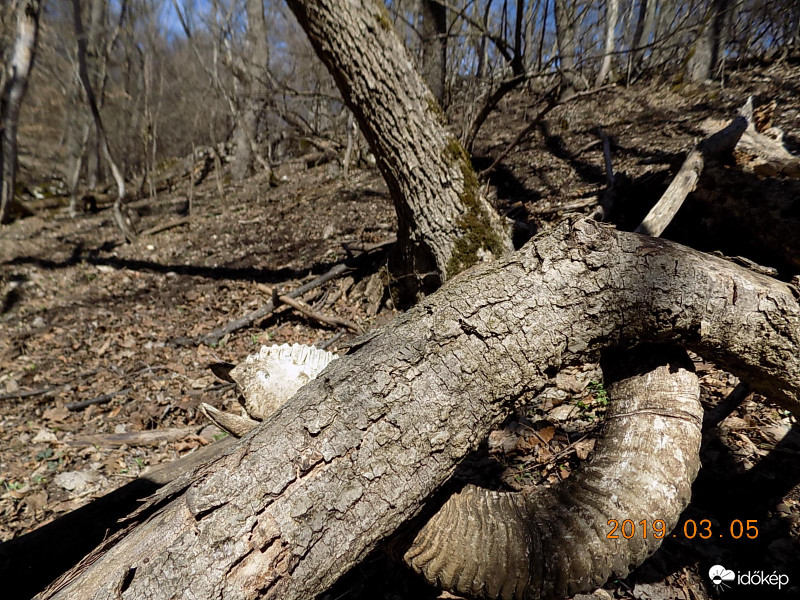 Fába szorult muflon.