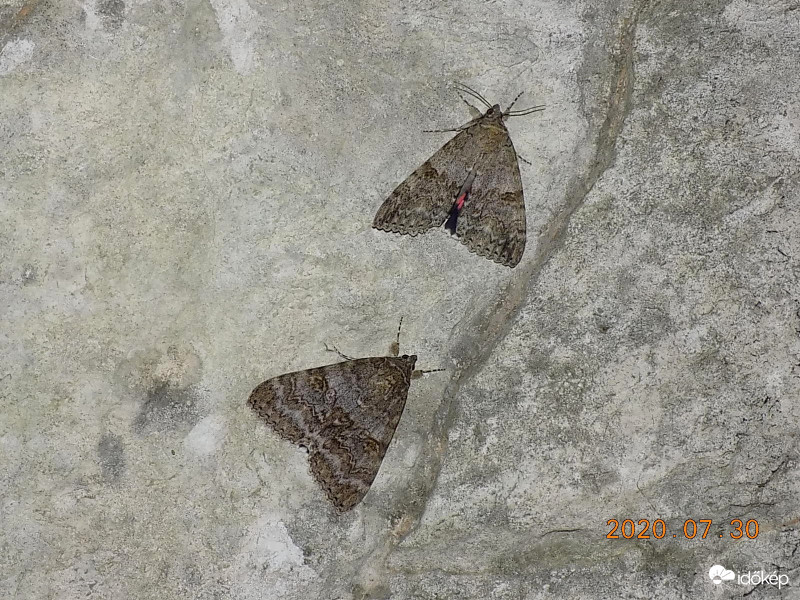 Vörös övesbaglyok sziklafalon.