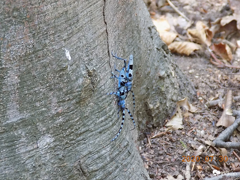 Szexualizáló havasi cincérek.