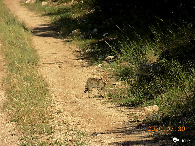 Vadmacska a Bakonyban.