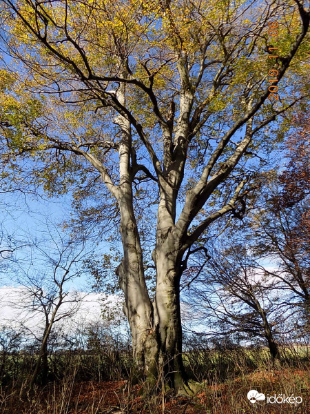 Az ország legnagyobb bükkfája.