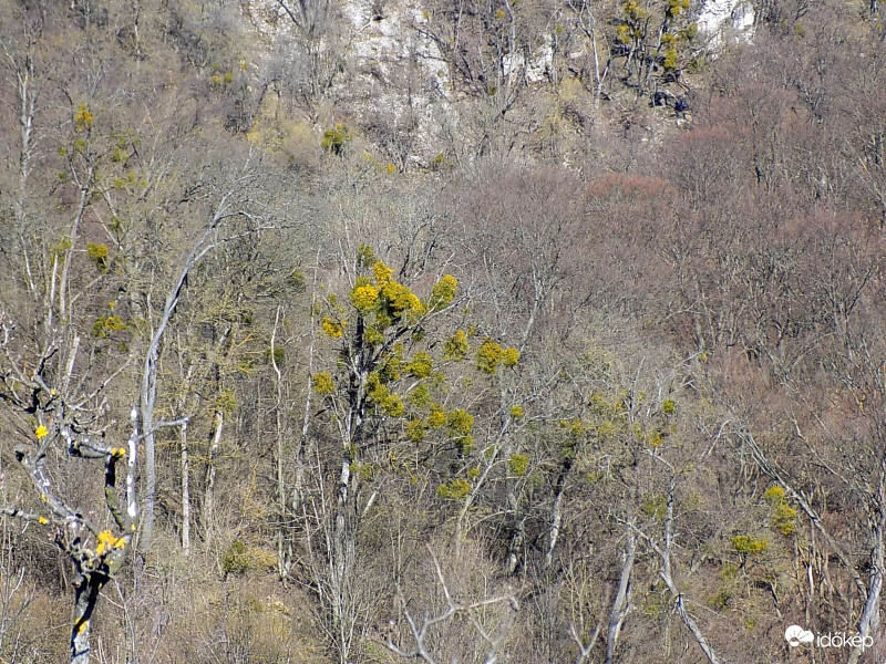 Burok-völgy, Bakony.