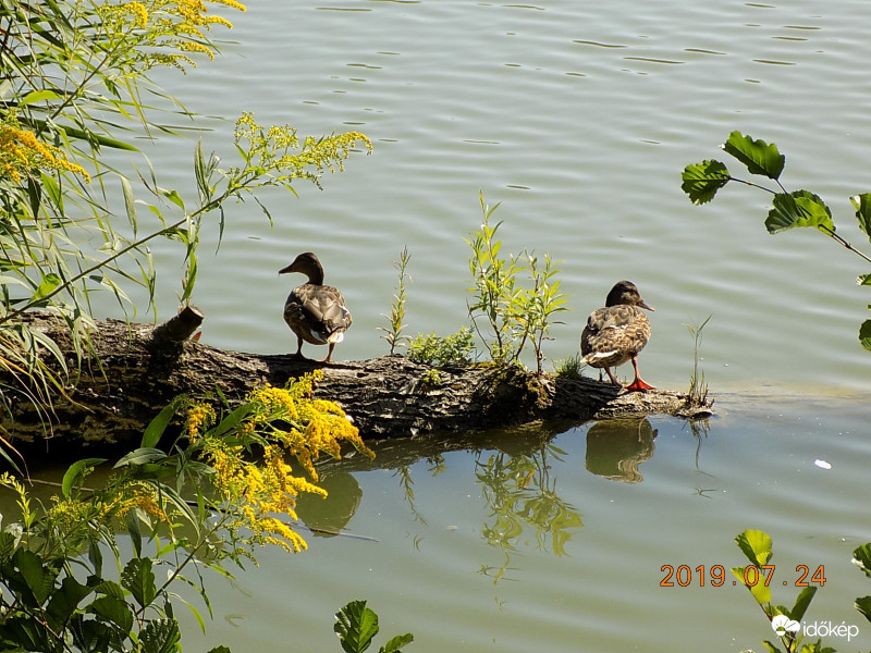 Hawai, DJ, napszemüveg.