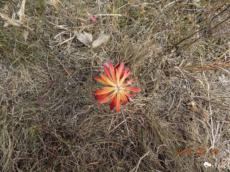 Visszafogott, őszi szépség. :)