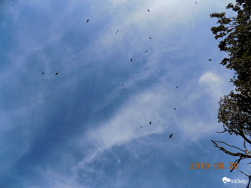 Hollók fátylak alatt.