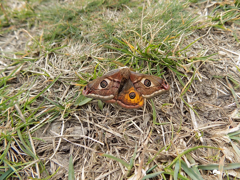 Kis pávaszem(Eudia pavonia).
