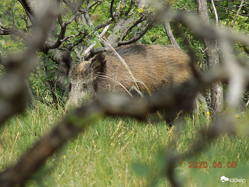 Röffencs takarásban.