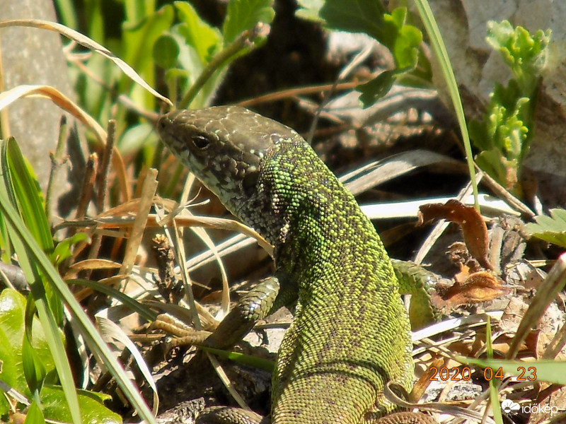 Zöld gyík.