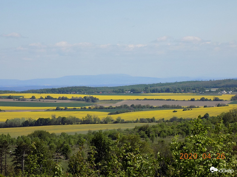 A sárgálló(repcéllő) Tési-fennsík.
