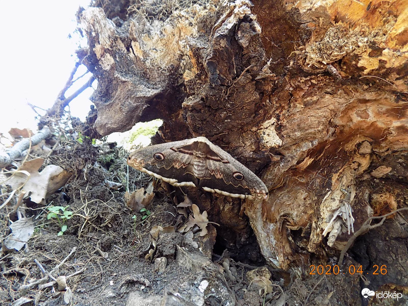 Éjszakai pávaszem.