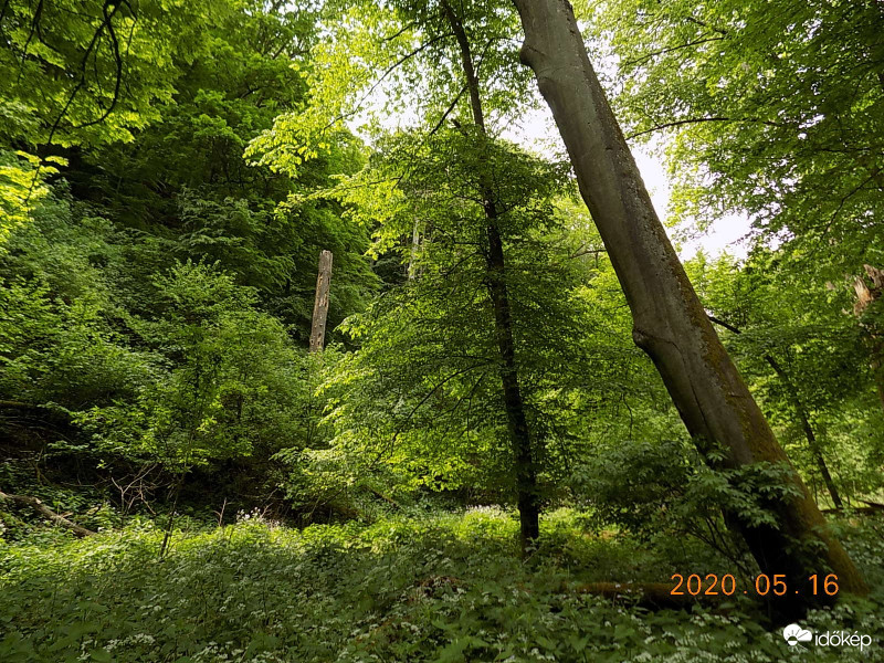 Burok-völgyi őserdő.