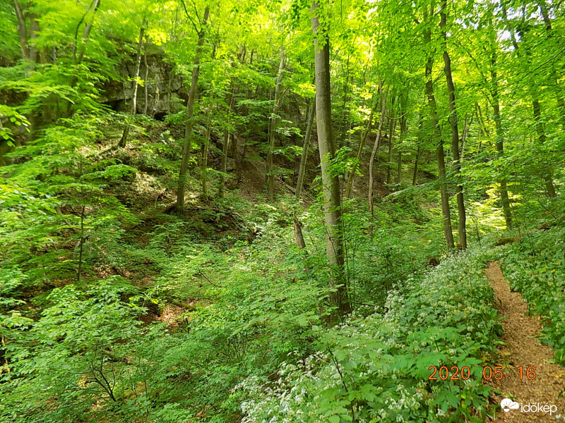 Burok-völgyi őserdő.