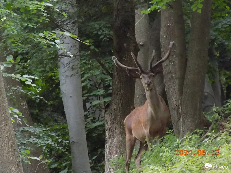 A király nem hisz a szemének.