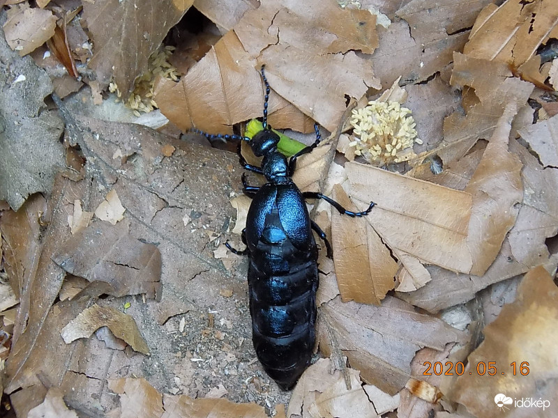 Nünüke, a pompás.