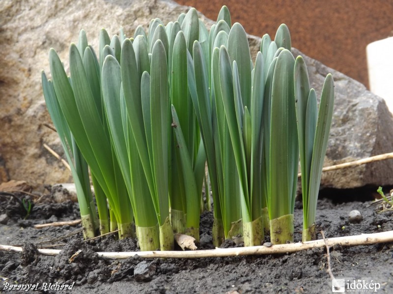 Már nyílnak a kertben