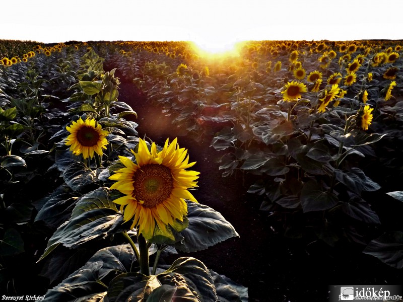 Napraforgó Naplemente idején. 