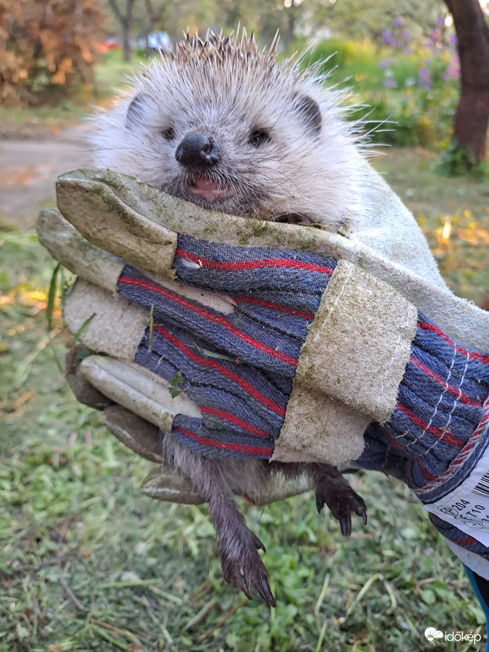 A kertben talált süni!