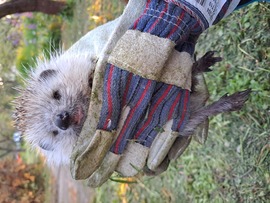 A kertben talált süni!