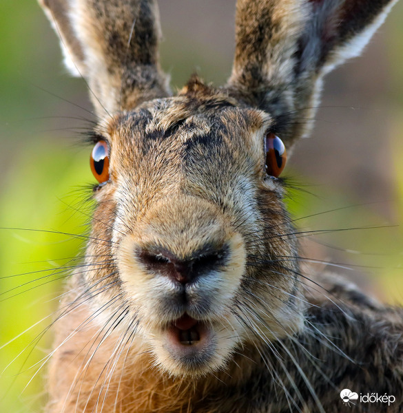 A rókát megüti a guta, ha meglátja, hogy sztár lettem :)