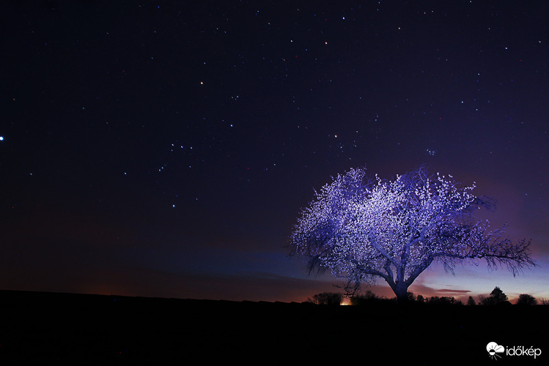 Álmodik a cseresznyefa