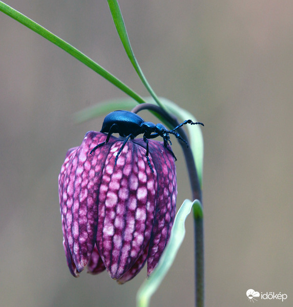 Vajon jól állna nekem ez a kockás szoknya?