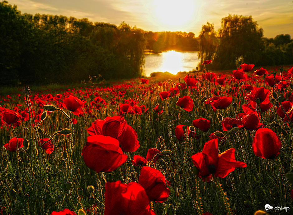 Pipacs a vízparton.