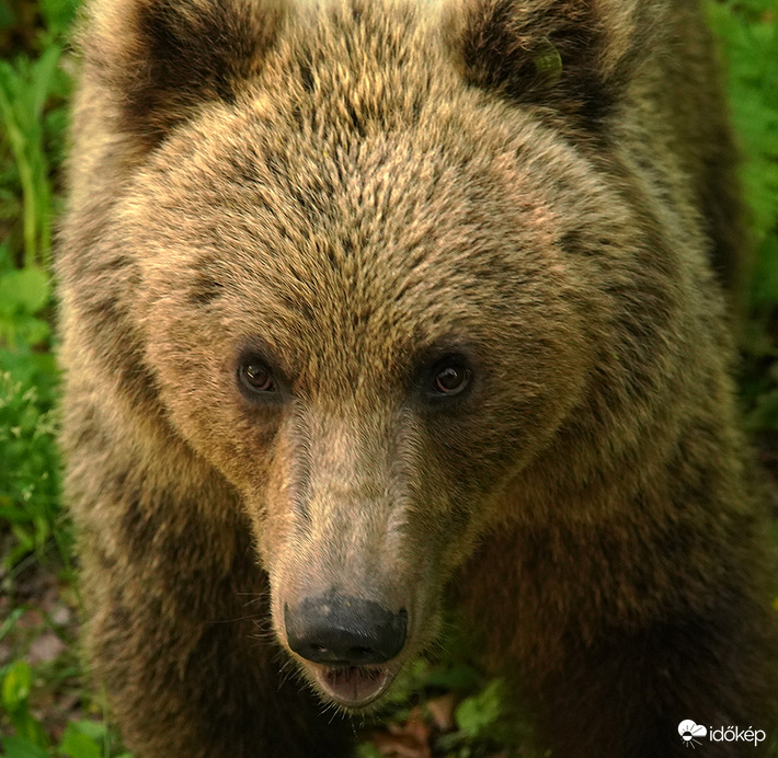 Nézz mélyen a szemembe!