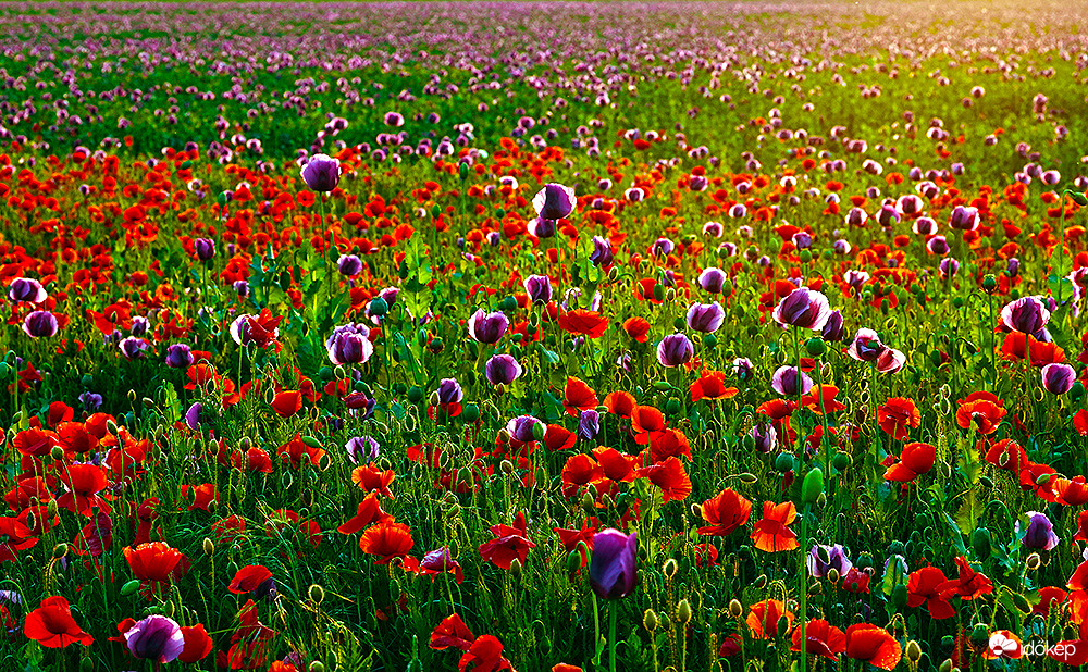 Szép kis mákvirágok vagytok :)