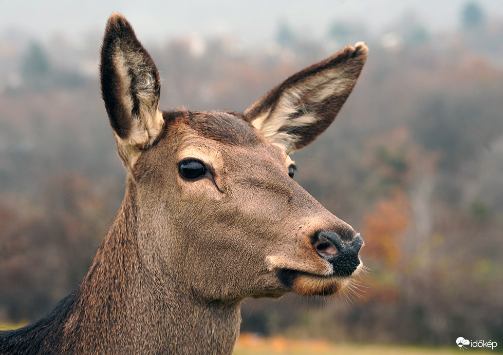 Puska dörrent, remélem a királyfim még él.