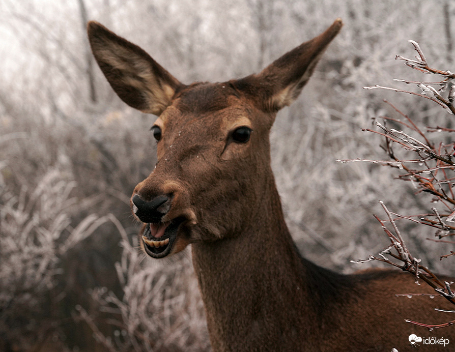 Ha Én Egyszer Kinyitom a Számat.