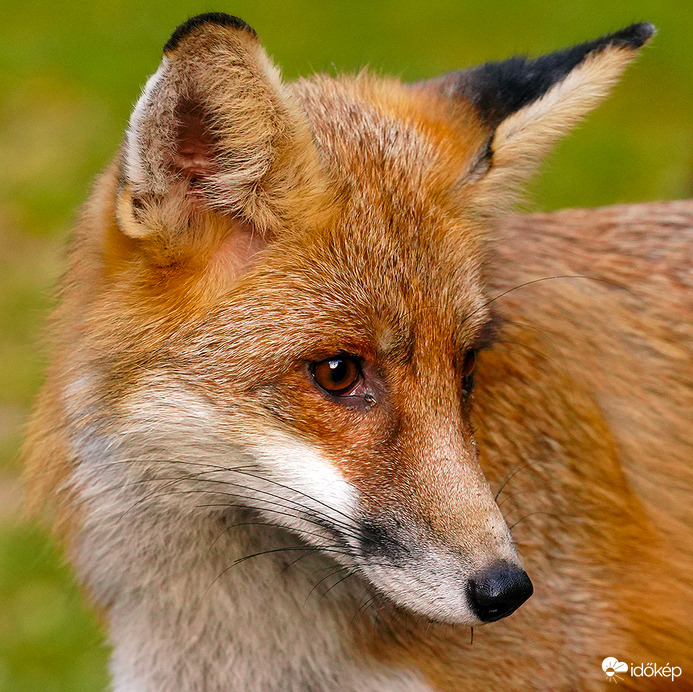 Nem csípem ha lerókáznak, én Vuk vagyok :)