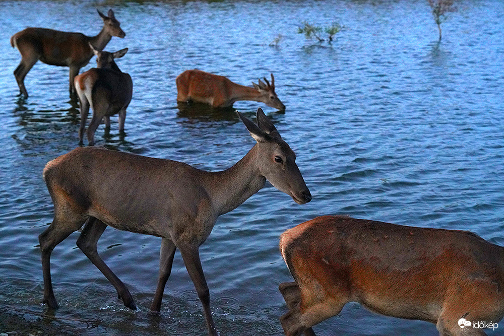 A szabadság vándorai