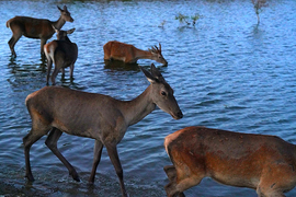 A szabadság vándorai