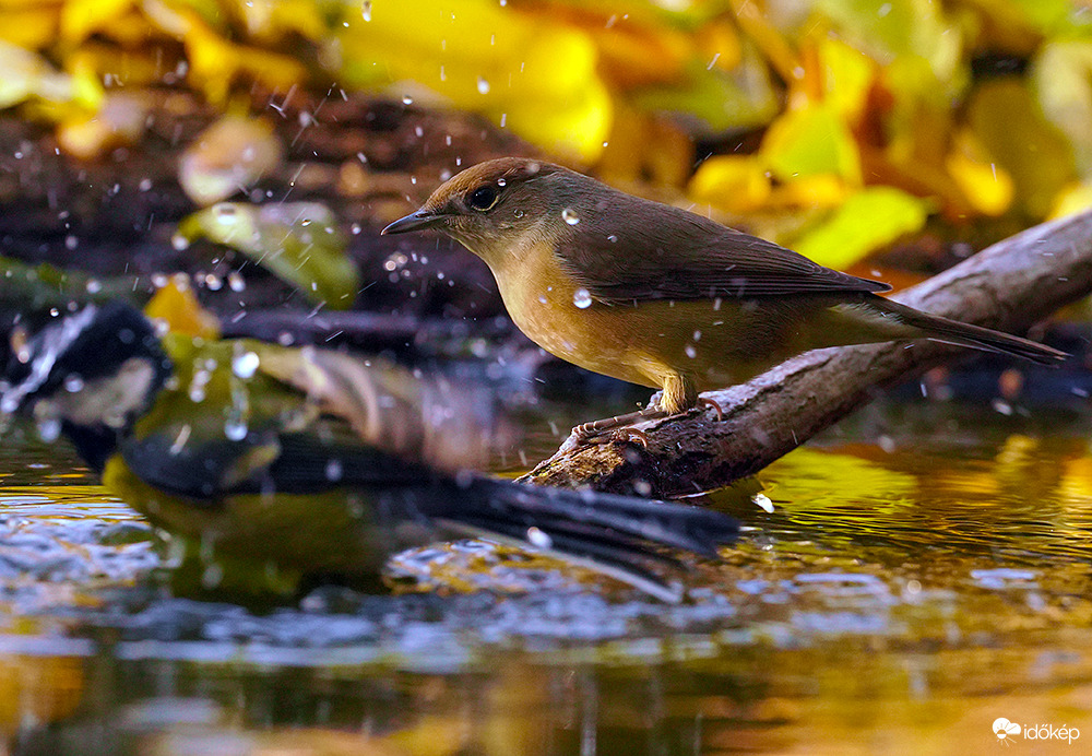 Fejezd be! már vízköves a hátad 