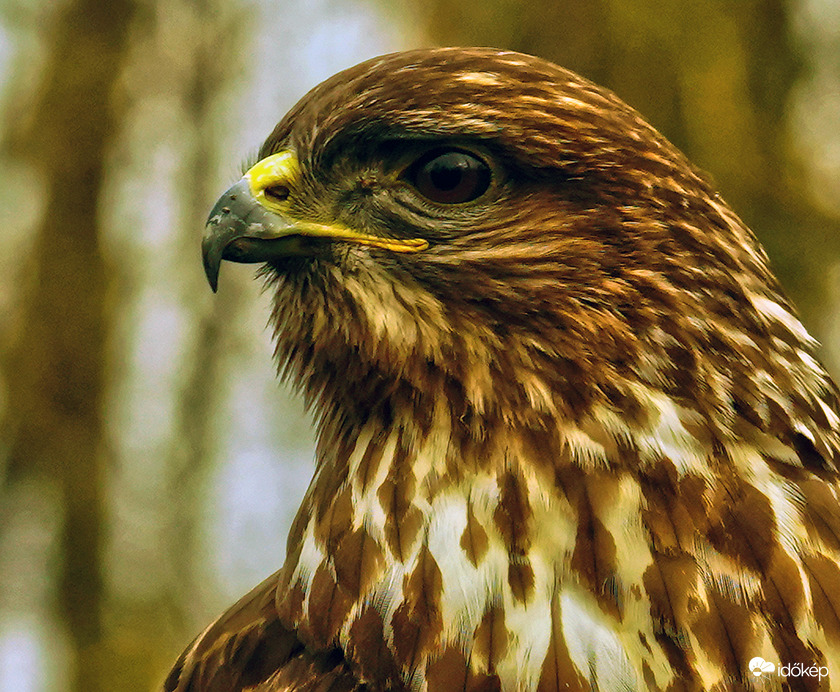 Egy komoly portrét kért :)