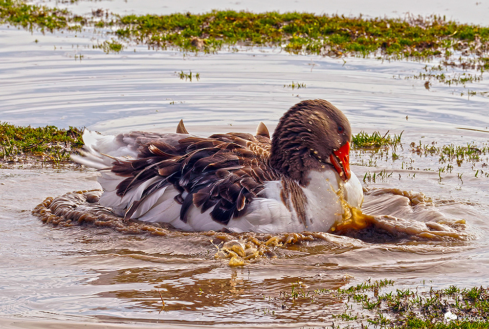 Kis "kacsa" fürdik fekete tóba :)